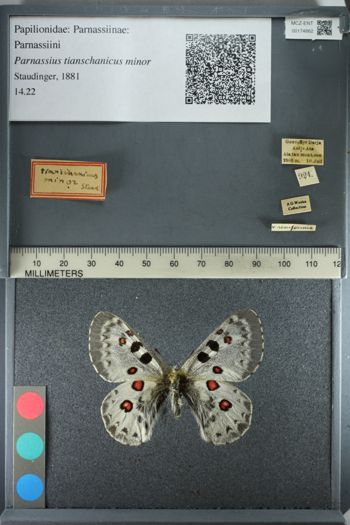 Media type: image;   Entomology 174862